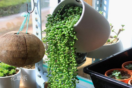 煮熟的红枣无码国产精品一区二区交换，探索微剂量避孕新纪元